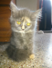 Grey Persian Calico kitten